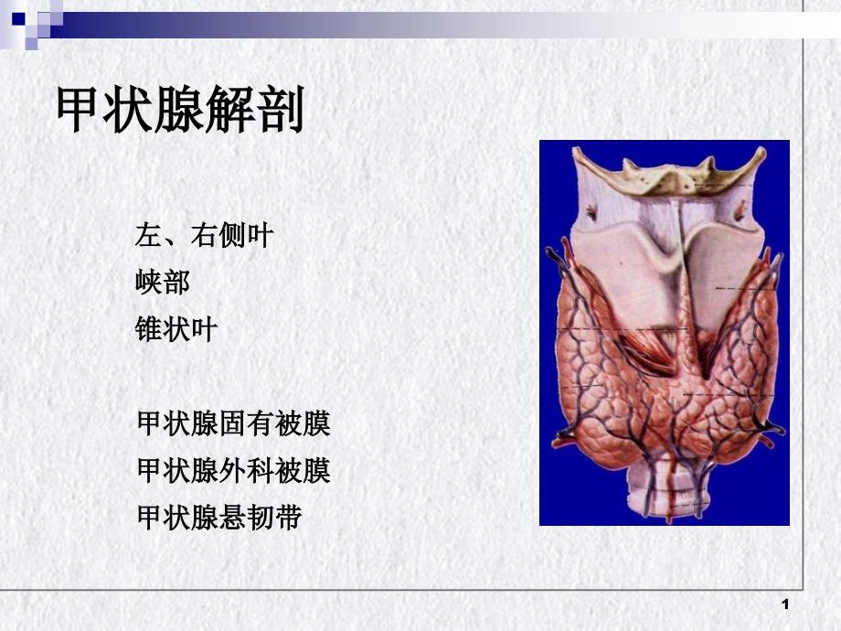 颈部疾病七年制ppt课件_第1页