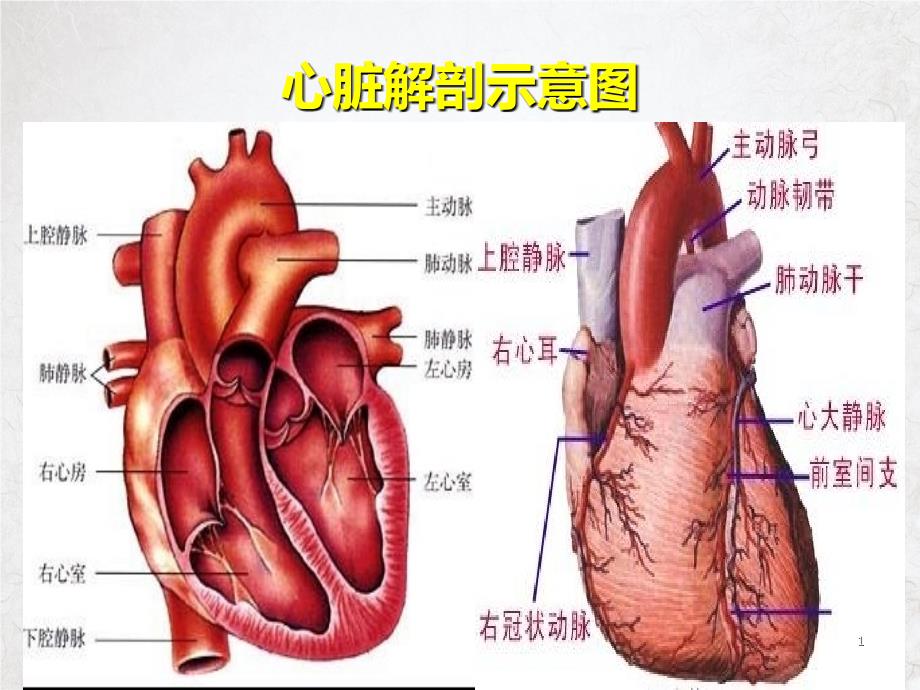 重症心力衰竭的药物ppt课件_第1页