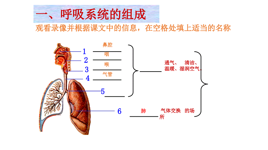 呼吸系统消化系统循环系统泌尿系统总复习课件_第1页