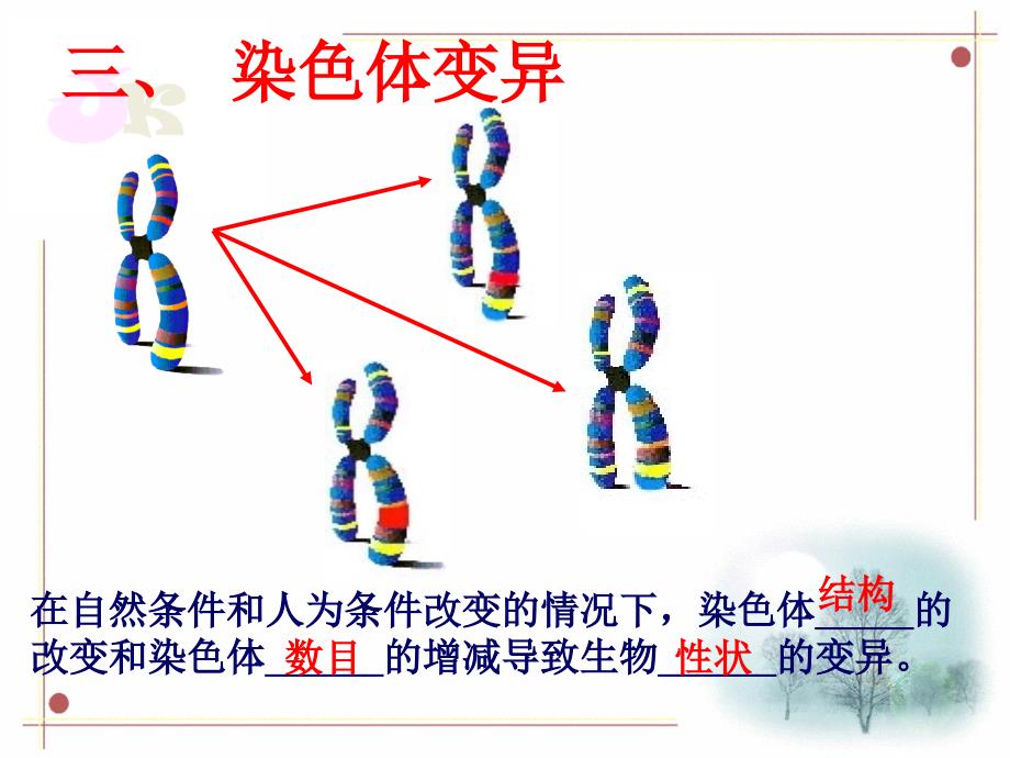 染色体变异课件_第1页