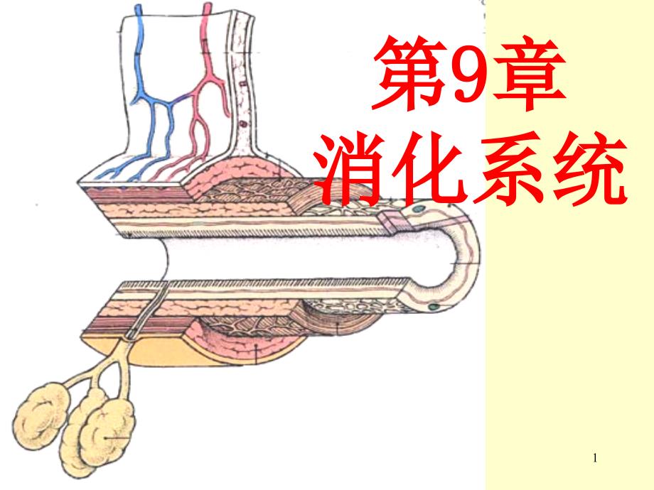 组织学与胚胎学-消化管课件_第1页