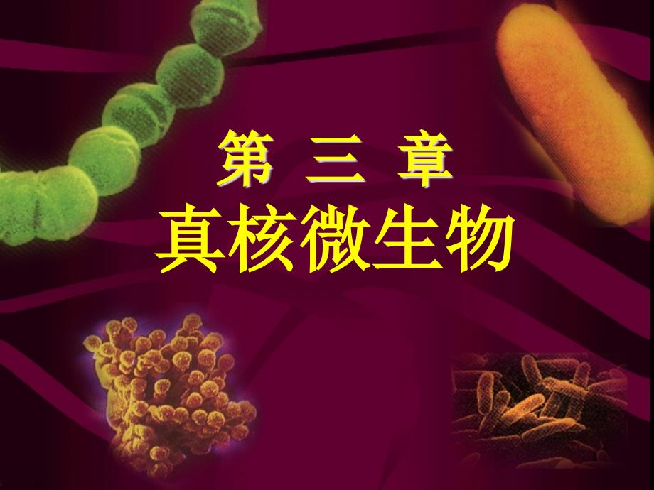 环境微生物工程ppt课件-和污水处理相关-第三章真核微生物_第1页