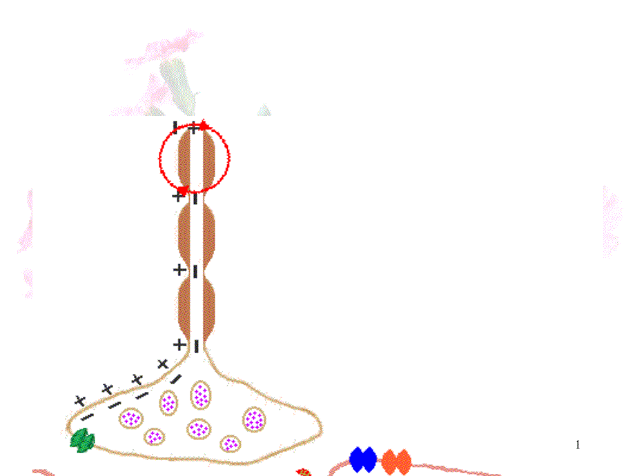 通过激素的调节ppt课件(人教版)_第1页