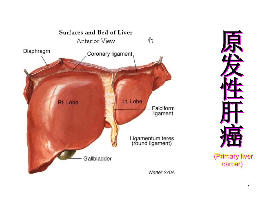 内科护理学原发性肝癌资料课件_第1页