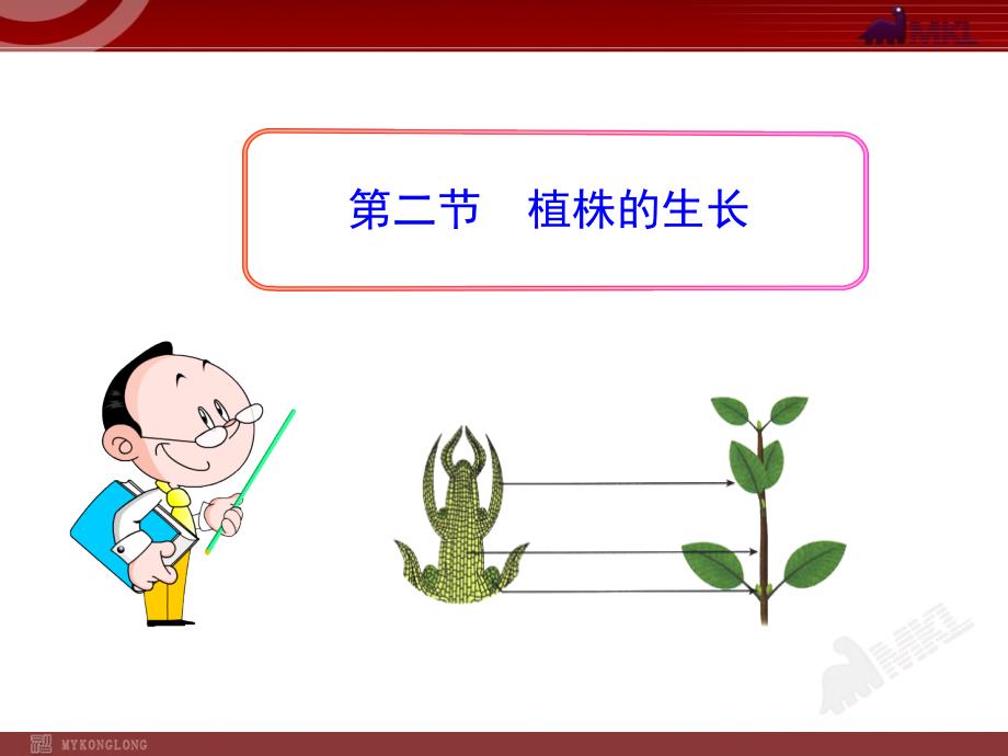 第二节植株生长课件_第1页