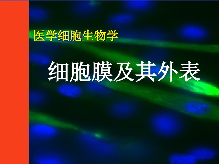 细胞生物学细胞膜_第1页