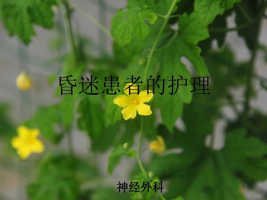 昏迷患者的护理课件_第1页