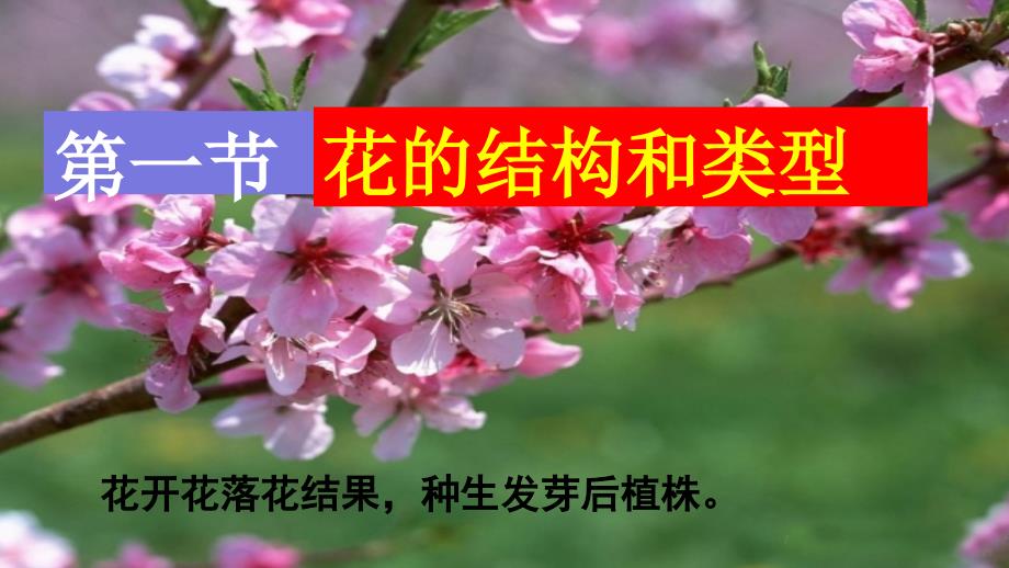 411花的结构和功能全解_第1页