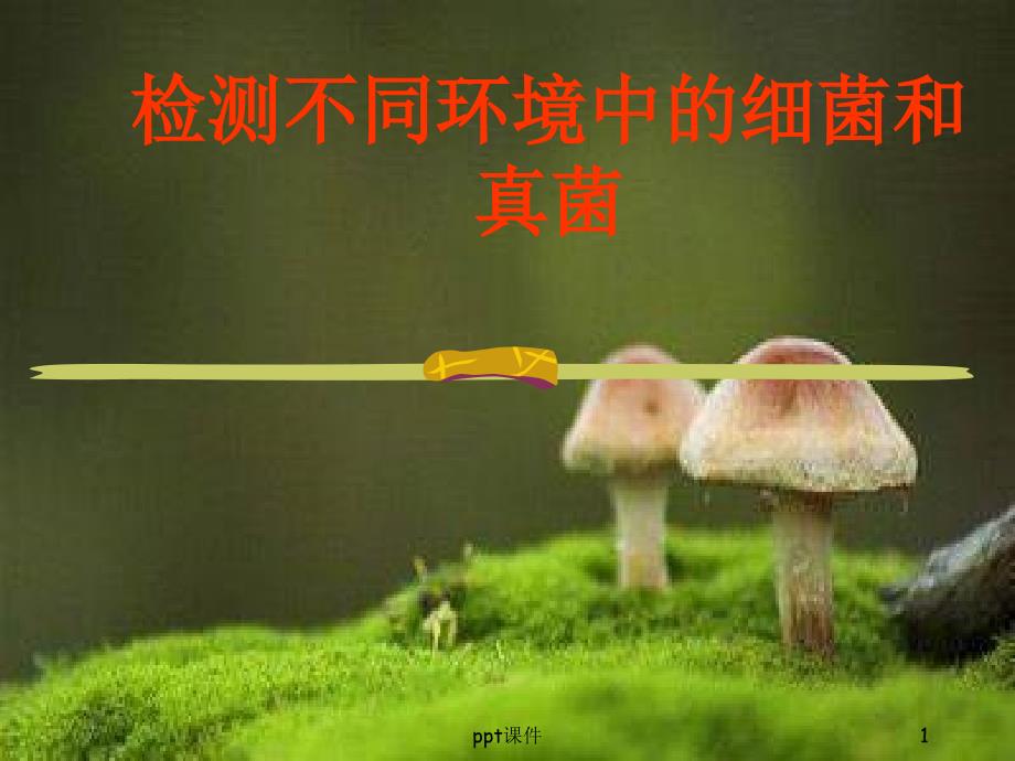 检测不同环境中的细菌和真菌课件_第1页