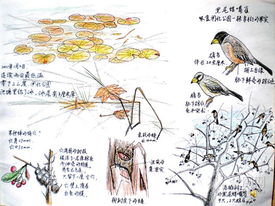 手绘学习笔记课件_第1页