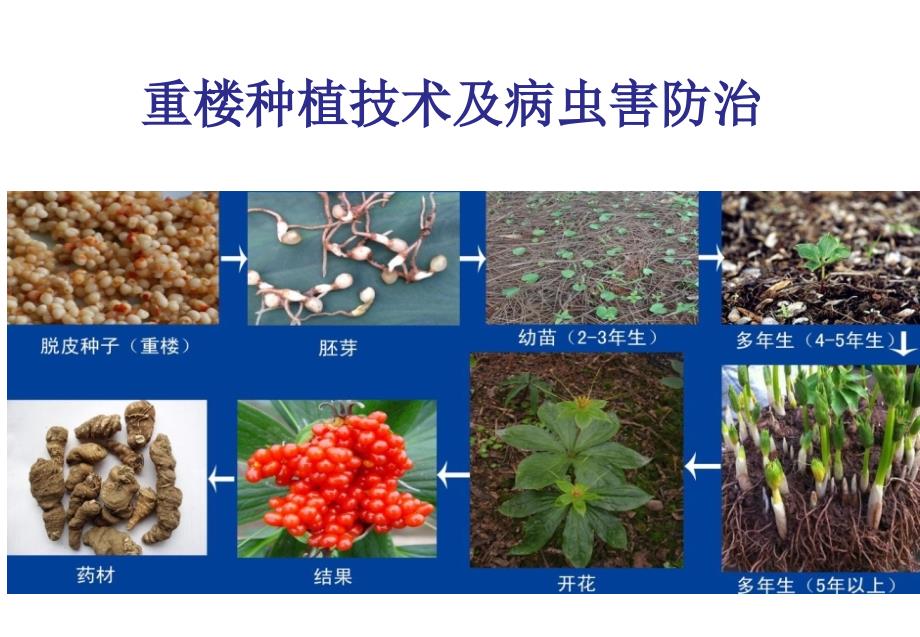 《重楼种植技术及病虫害防治》课件_第1页