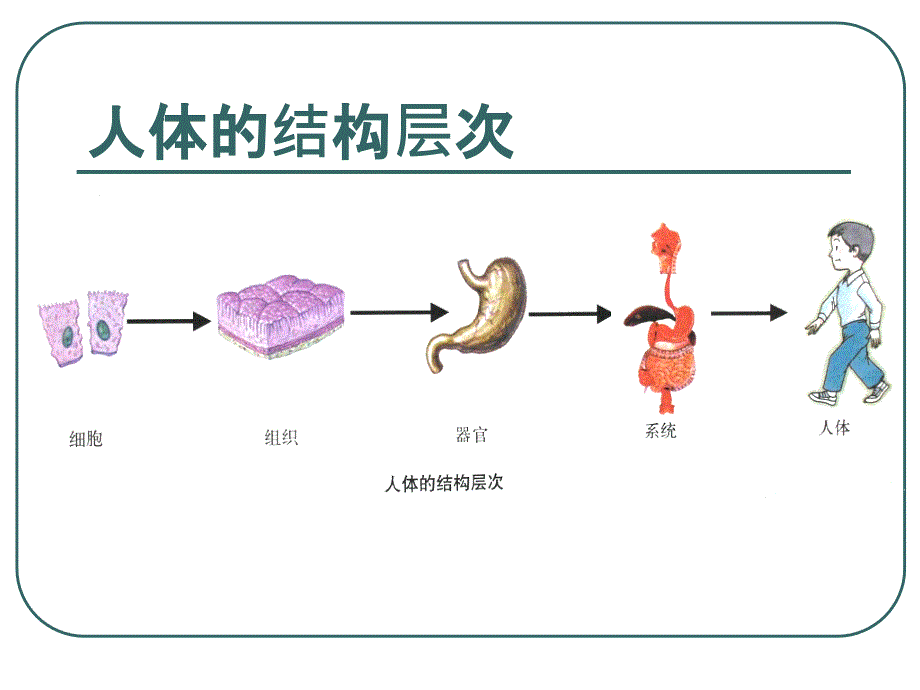 人体的运动系统和保健课件_第1页