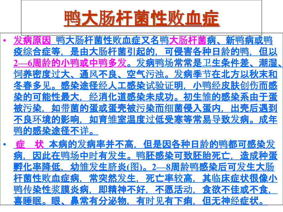 医学ppt课件鸭病解剖图谱大肠杆菌伤寒讲义_第1页