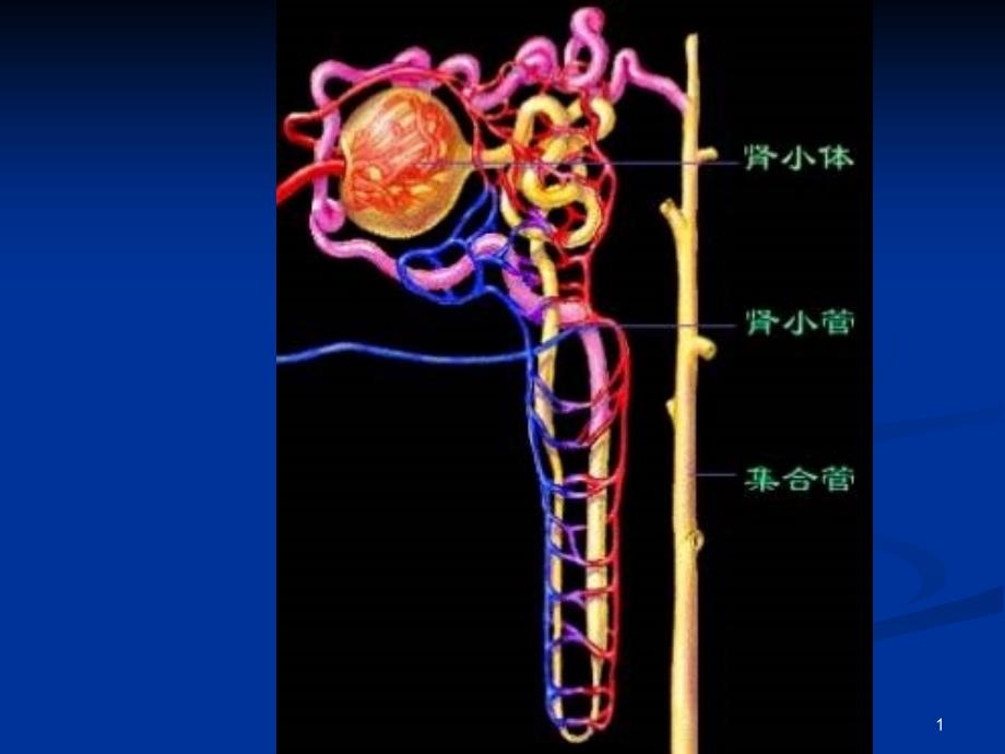 医学ppt课件肾的组织结构_第1页