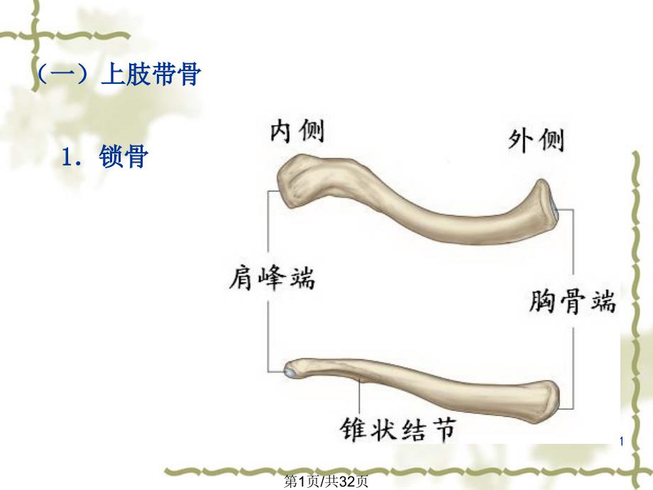 附肢骨1甘子明_第1页