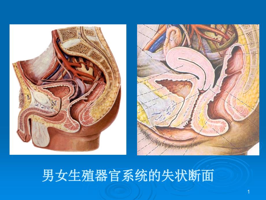 男性生殖器官的结构和功能主题讲座ppt课件_第1页