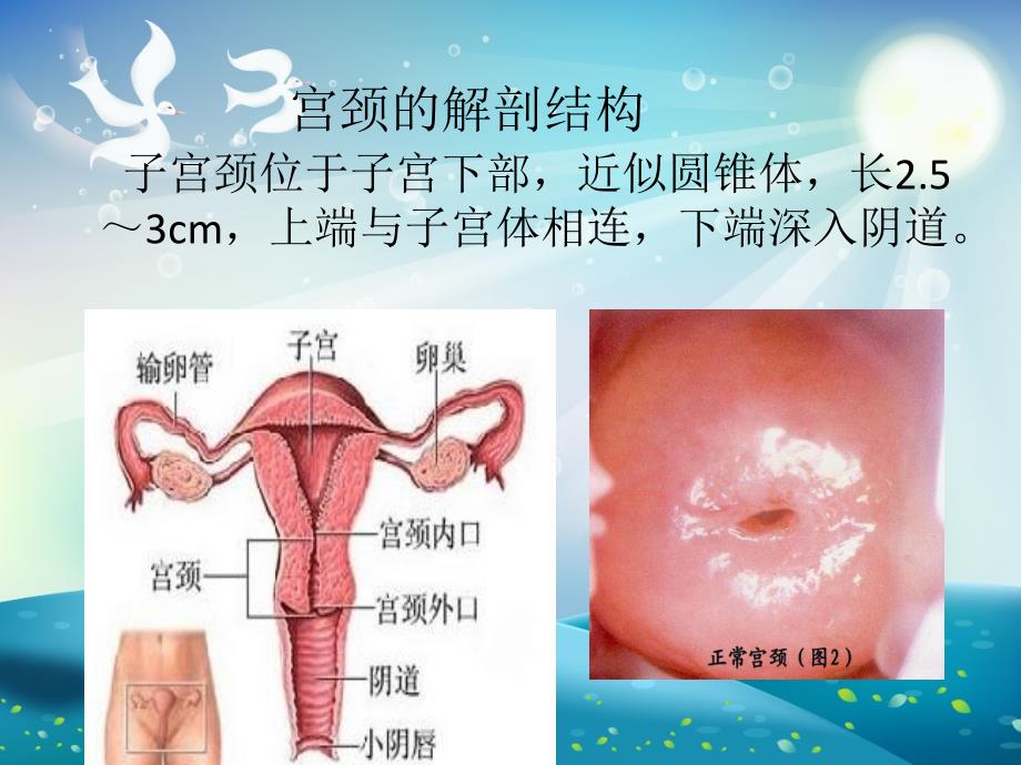 宫颈炎相关知识及其护理ppt课件_第1页