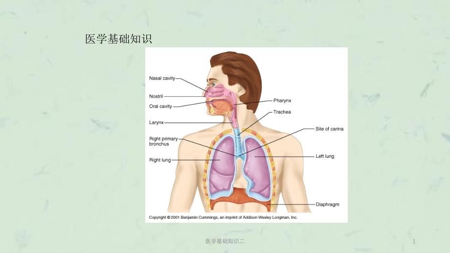 医学基础知识二ppt课件_第1页