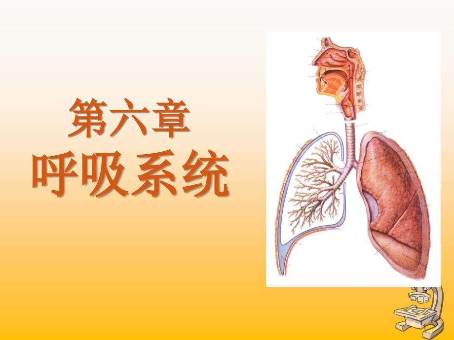 组织学与胚胎学-呼吸系统课件_第1页