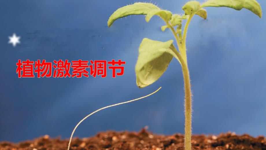 高中生物植物激素调节复习说课优质课课件_第1页