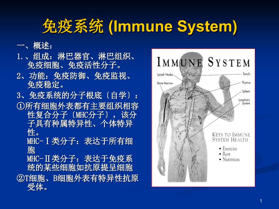 组织学与胚胎学免疫课件_第1页