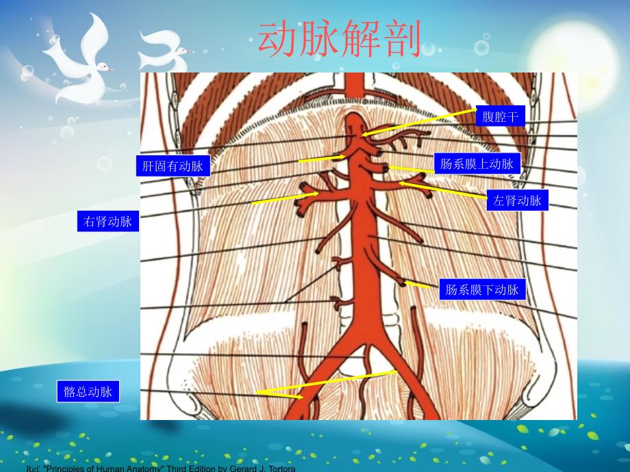 腹主动脉瘤讲课ppt课件_第1页