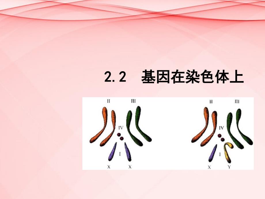 高中生物22基因在染色体上ppt课件新人教版必修_第1页