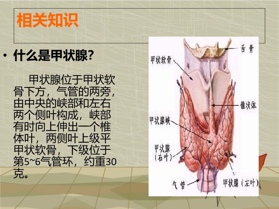 甲状腺肿瘤护理查房课件_第1页