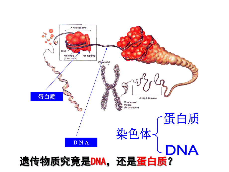 用DNA是主要的遗传物质ppt课件修改_第1页