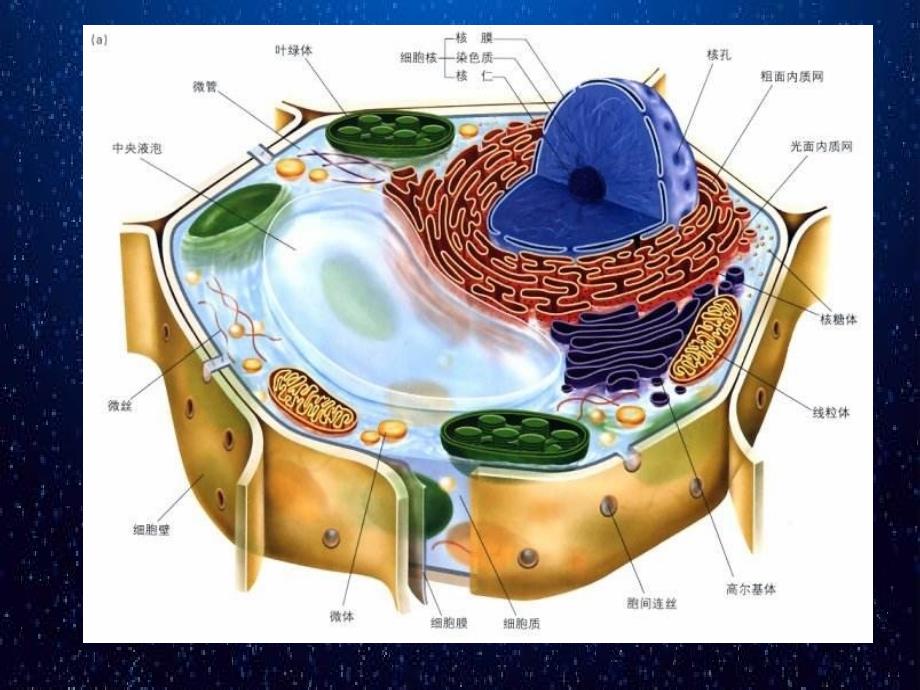 科学前沿组装细胞课件_第1页