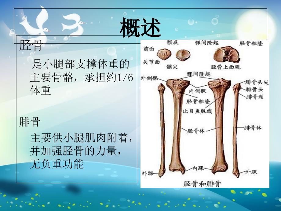 胫腓骨骨折ppt课件_第1页