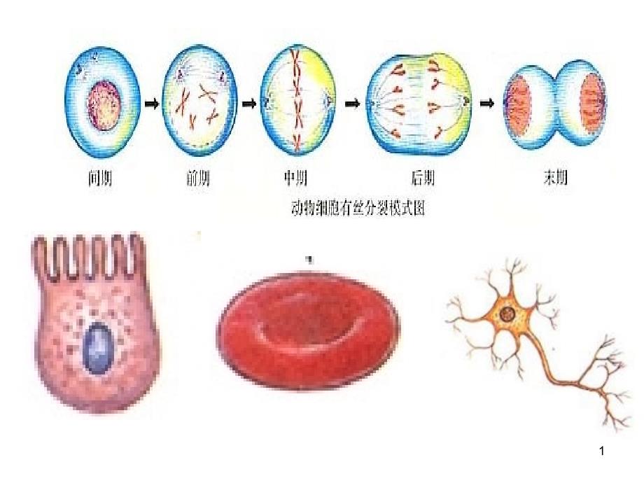 细胞分化ppt课件_第1页