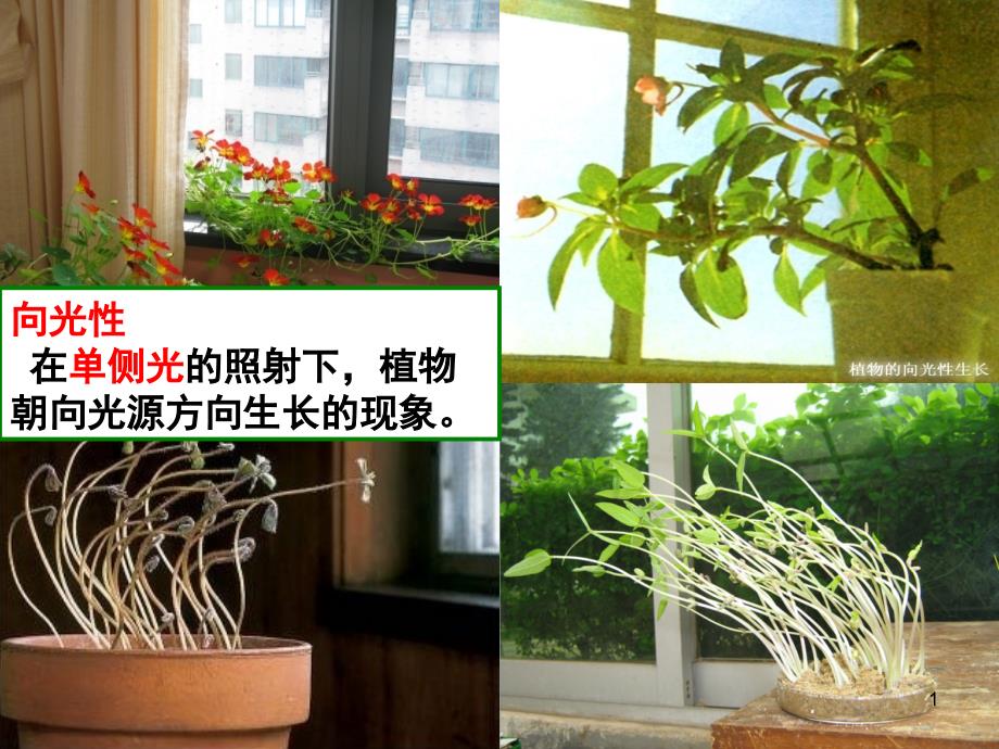 植物生长素的发现课件_第1页