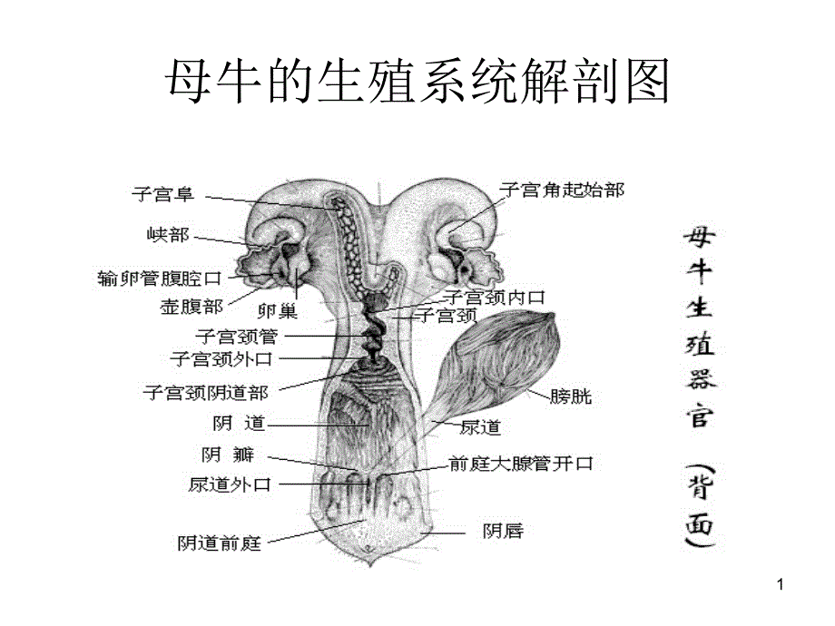 发情鉴定和控制专题培训ppt课件_第1页