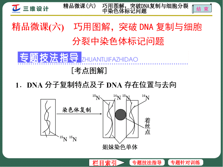 DNA复制与细胞分裂中染色体标记说课讲解课件_第1页