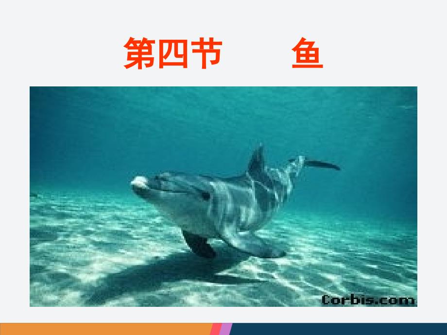 人教版八年级生物上册鱼课件_第1页