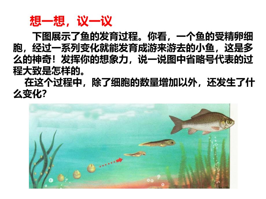 人教版七年级生物上册2.2.2-动物体的结构层次课件_第1页