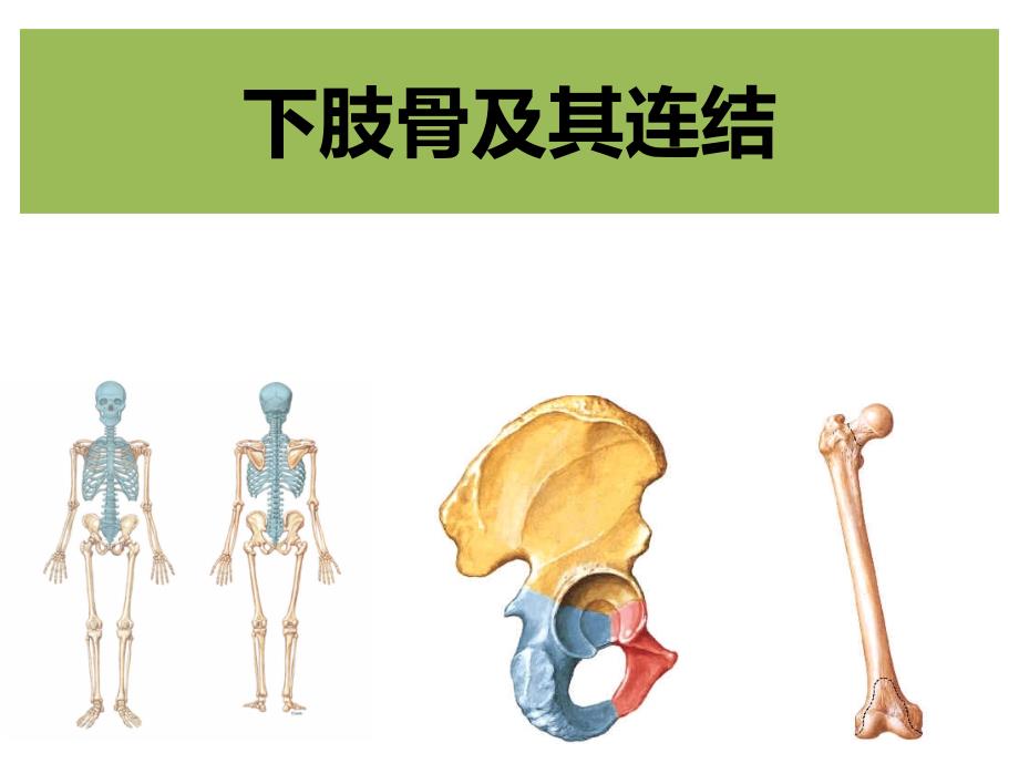 下肢骨及连结ppt课件_第1页