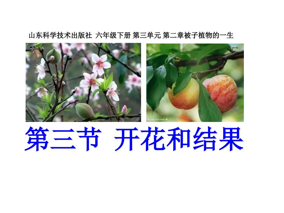 《开花和结果》教学ppt课件_第1页