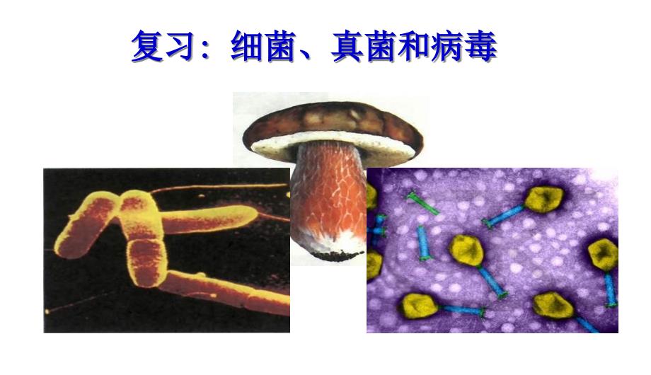 初二生物细菌真菌和病毒复习ppt课件_第1页