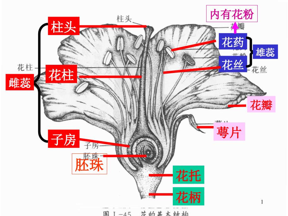 复习第一章绿色开花植物的一生课件_第1页