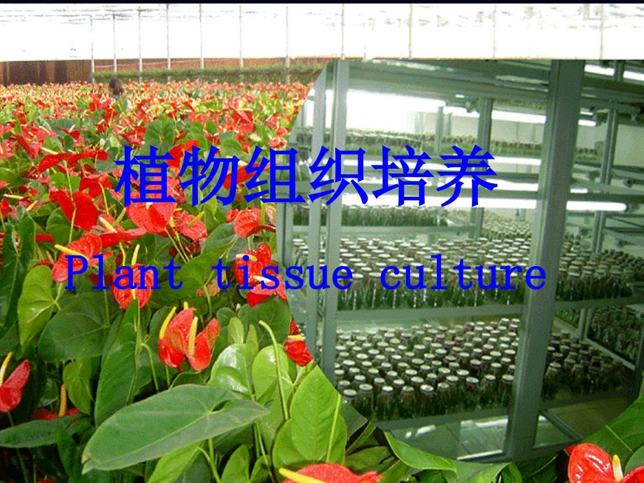 植物组织培养第6章植物的花药与花粉培养课件_第1页