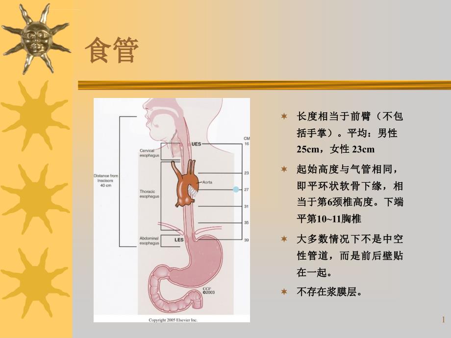 食管异物护理查房课件_第1页