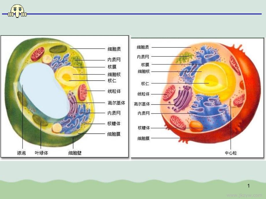 细胞质基质课件全解-通用_第1页