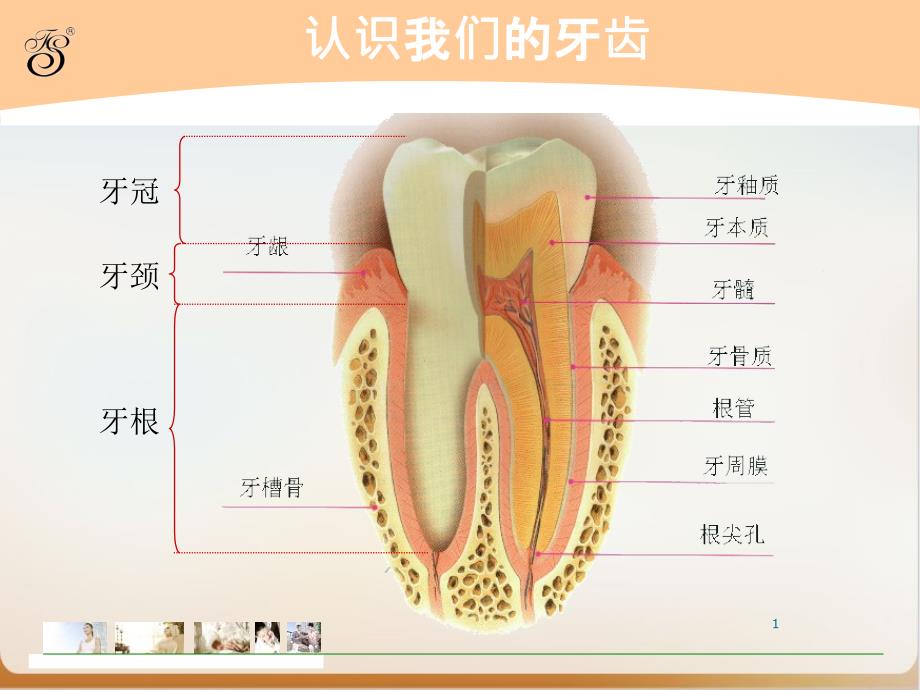 爱牙日健康教育ppt课件_第1页