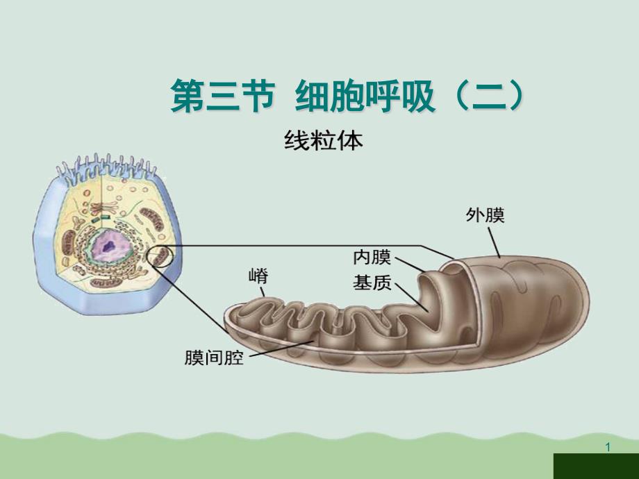 细胞呼吸课件全解45-苏教版_第1页