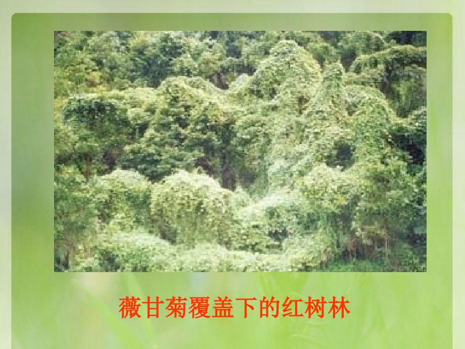 生物入侵者教学ppt八年级语文省优获奖教学课件_第1页