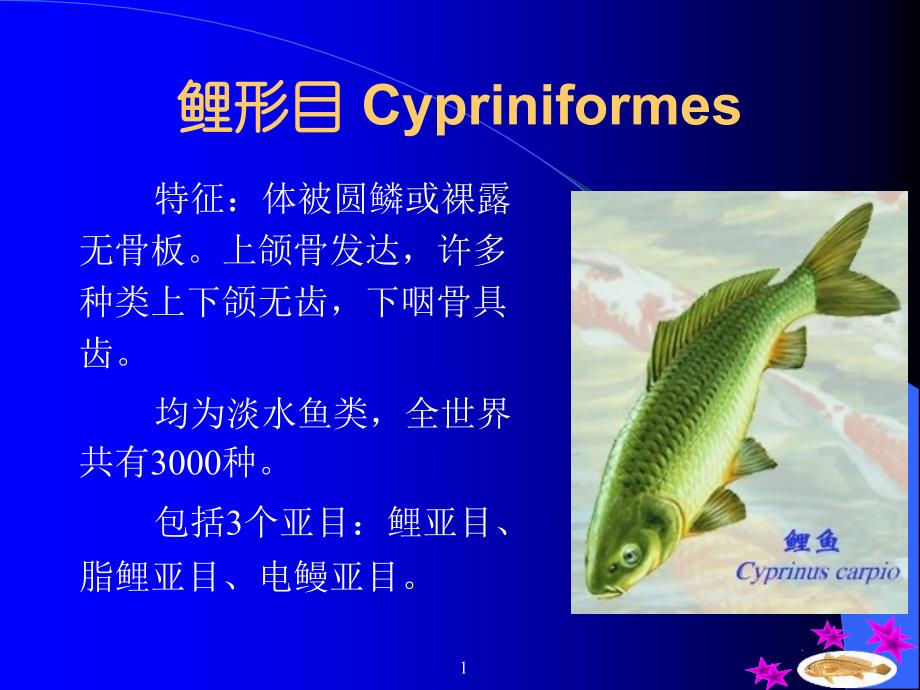 第四总目鲤形总目Cyprinomopha课件_第1页