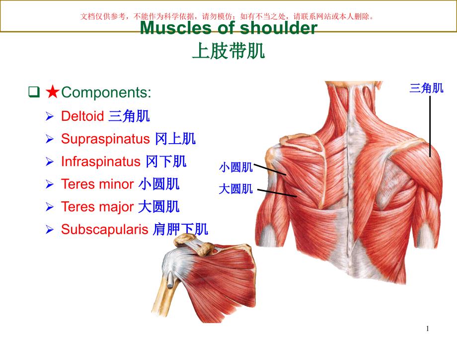 系统解剖学上肢肌英文版ppt课件_第1页