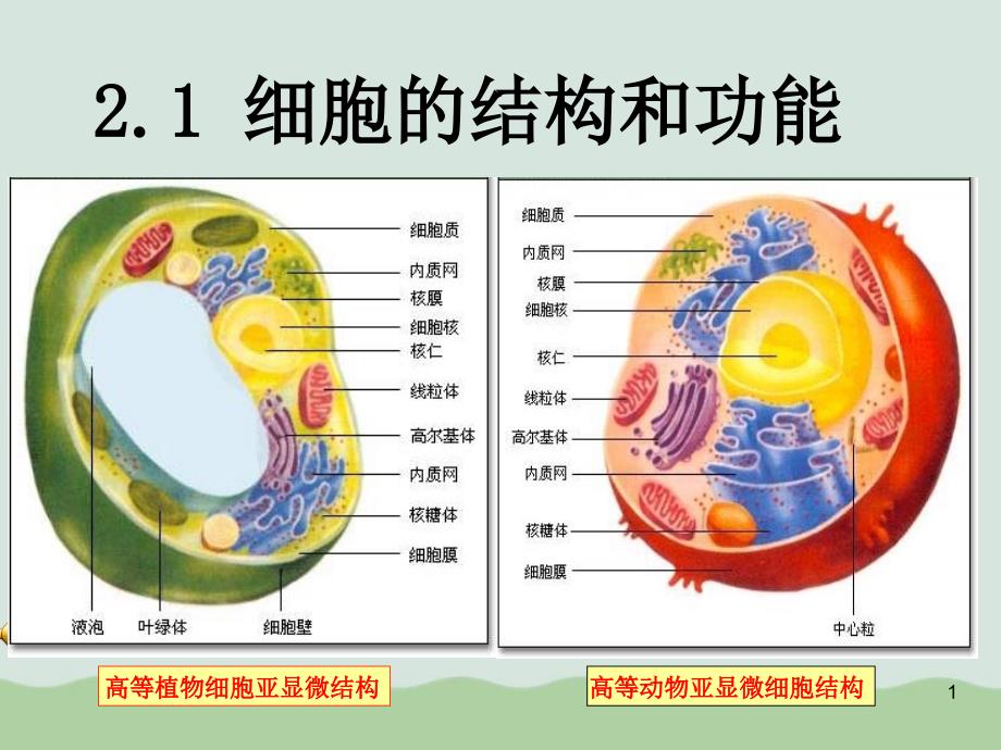 高三生物第一轮复习：细胞的结构与功能课件全解3-通用_第1页